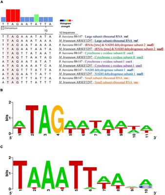 Mitochondrial Transcription of Entomopathogenic Fungi Reveals Evolutionary Aspects of Mitogenomes